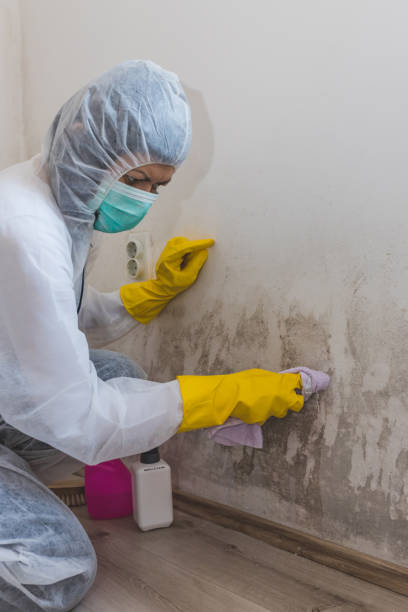 Harleysville, PA Mold Removal Company